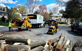 How Our Tree Care Process Works  in Marine, IL